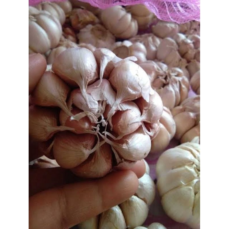 

bawang putih sinco 1 kg