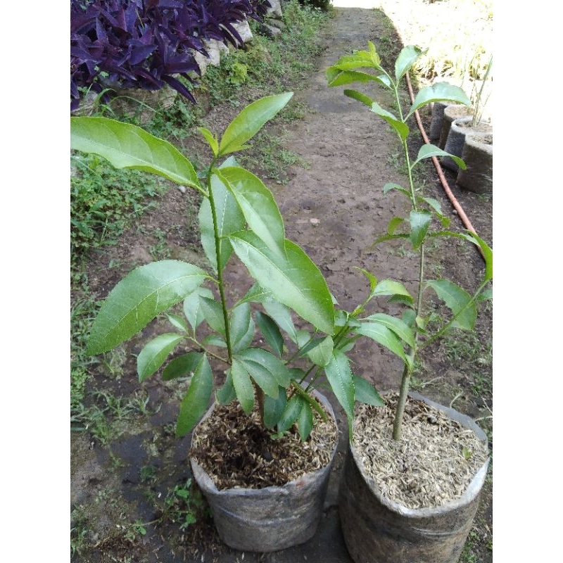 BUNGA ARUM DALU WANGI / BUNGA MELATI ARUMDALU SUPER WANGI