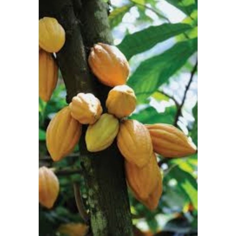

buah cacao solok