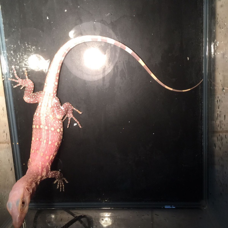 varanus salvator / biawak albino t+ locality jawa barat bukan madura