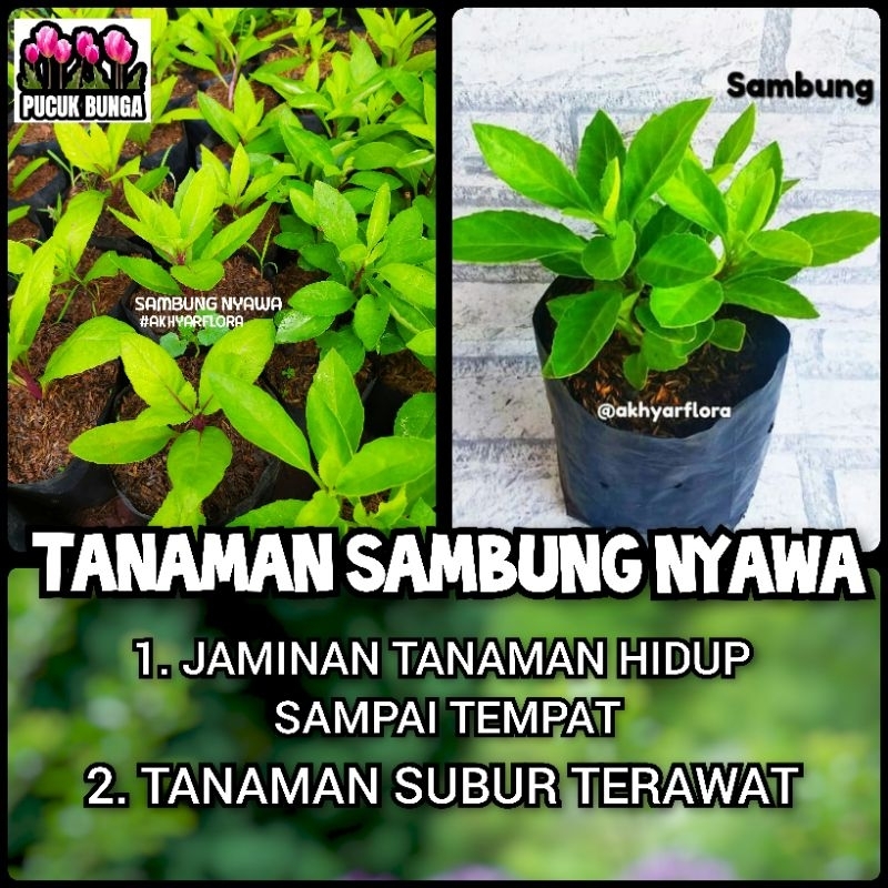 Bibit Tanaman Sambung Nyawa Bibit Tanaman Herbal Sambung Nyawa Pohon Sambung Nyawa Daun Sambung Nyaw