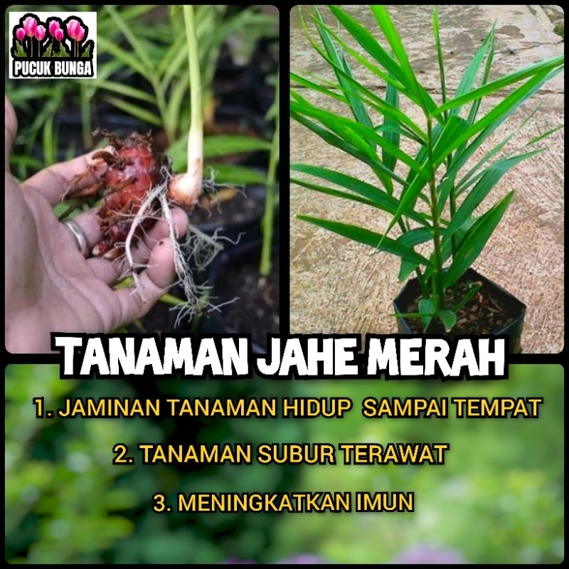 Jahe Merah Bibit Jahe Merah Tanaman Herbal Jahe Merah Rimpang Rempah