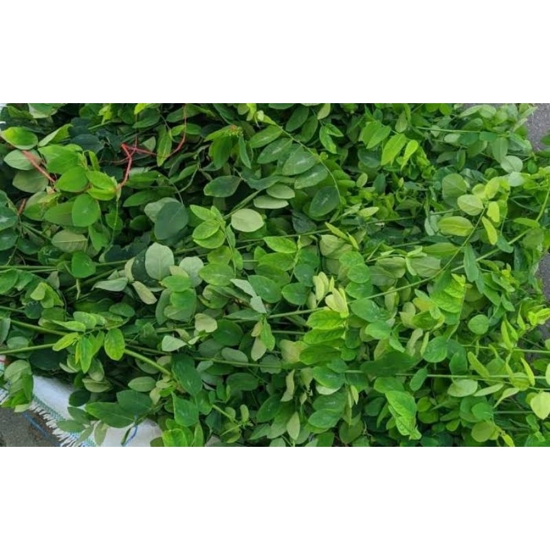 

DAUN KATUK FRESH MURAH BANDUNG / SAYUR ONLINE