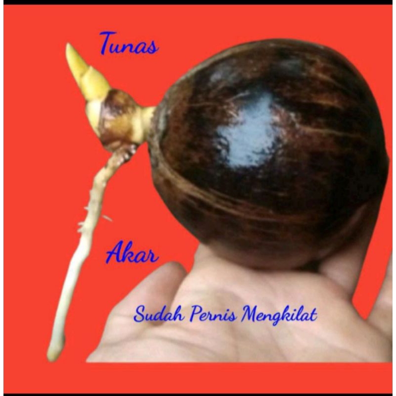 Bahan bonsai kelapa gading