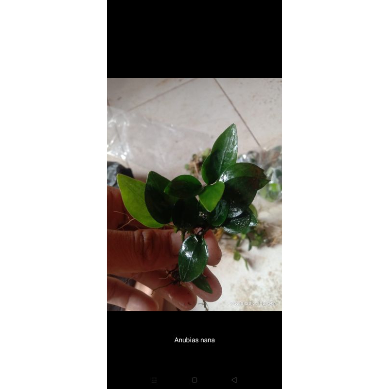 anubias