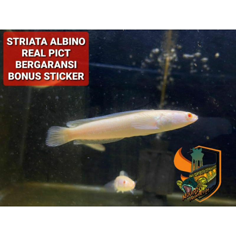 PROMO STRIATA ALBINO EKOR LURUS MATA MERAH TOP GRADE GALAK 9-12CM