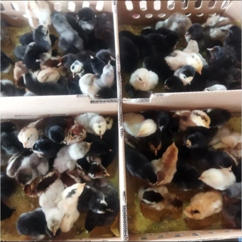 Doc AKA Anak Ayam Kampung Asli