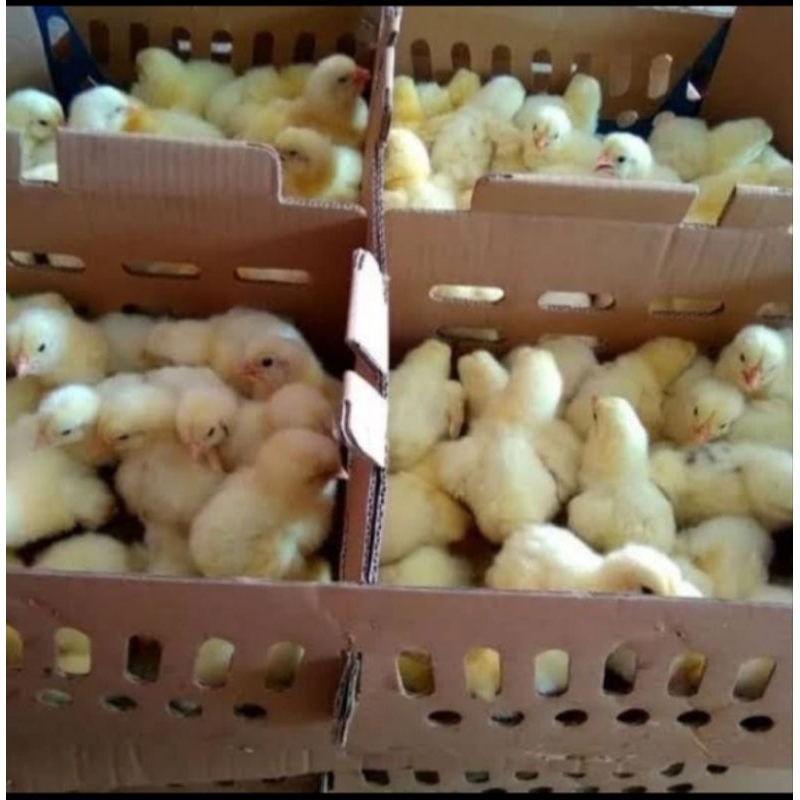 

Doc Anak Ayam Negri Jantan 1 Box Isi 102 ekor