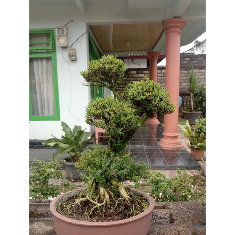 bonsai cendrawasih size besar siap pajang