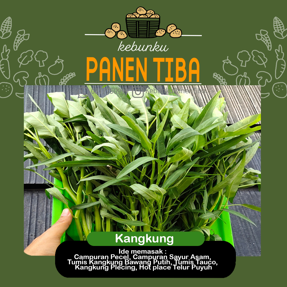 

Kebunku PANEN TIBA - Kangkung Hydroponic Sayur Daun