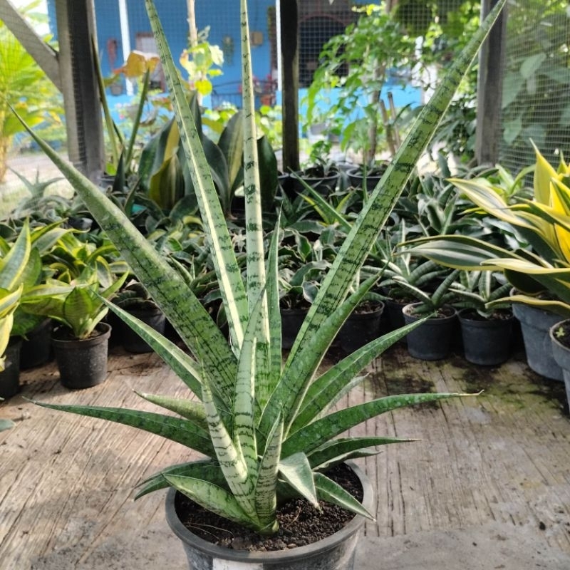 sansivera hybrid  cordova x royal crown