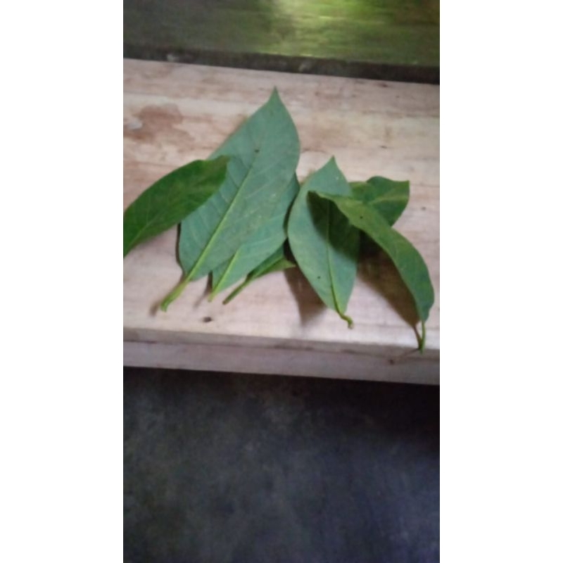 

DAUN ALPUKAT PERHELAI