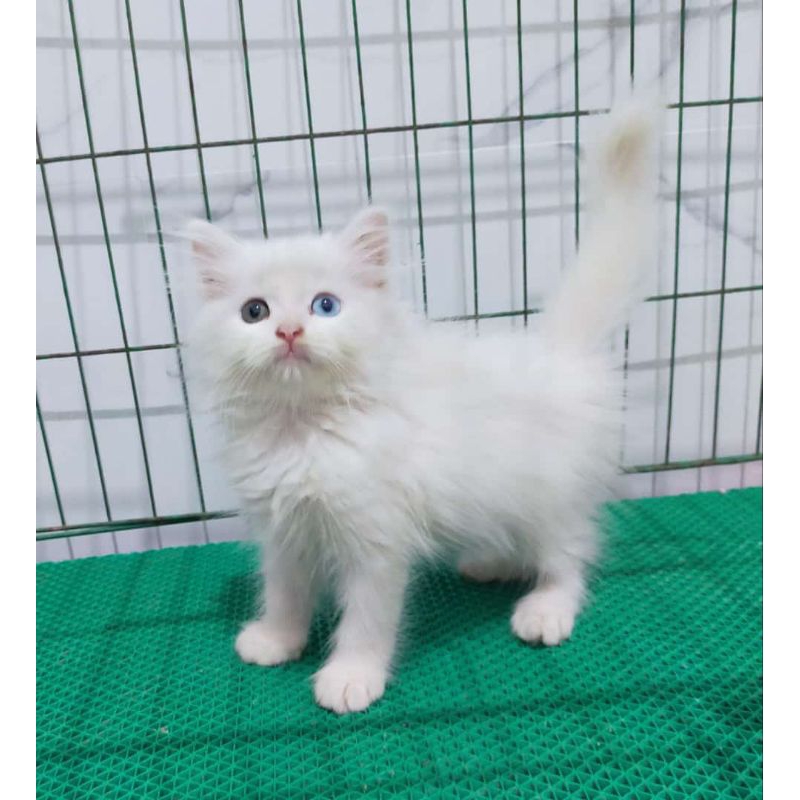 kucing odd eye white solid lucu