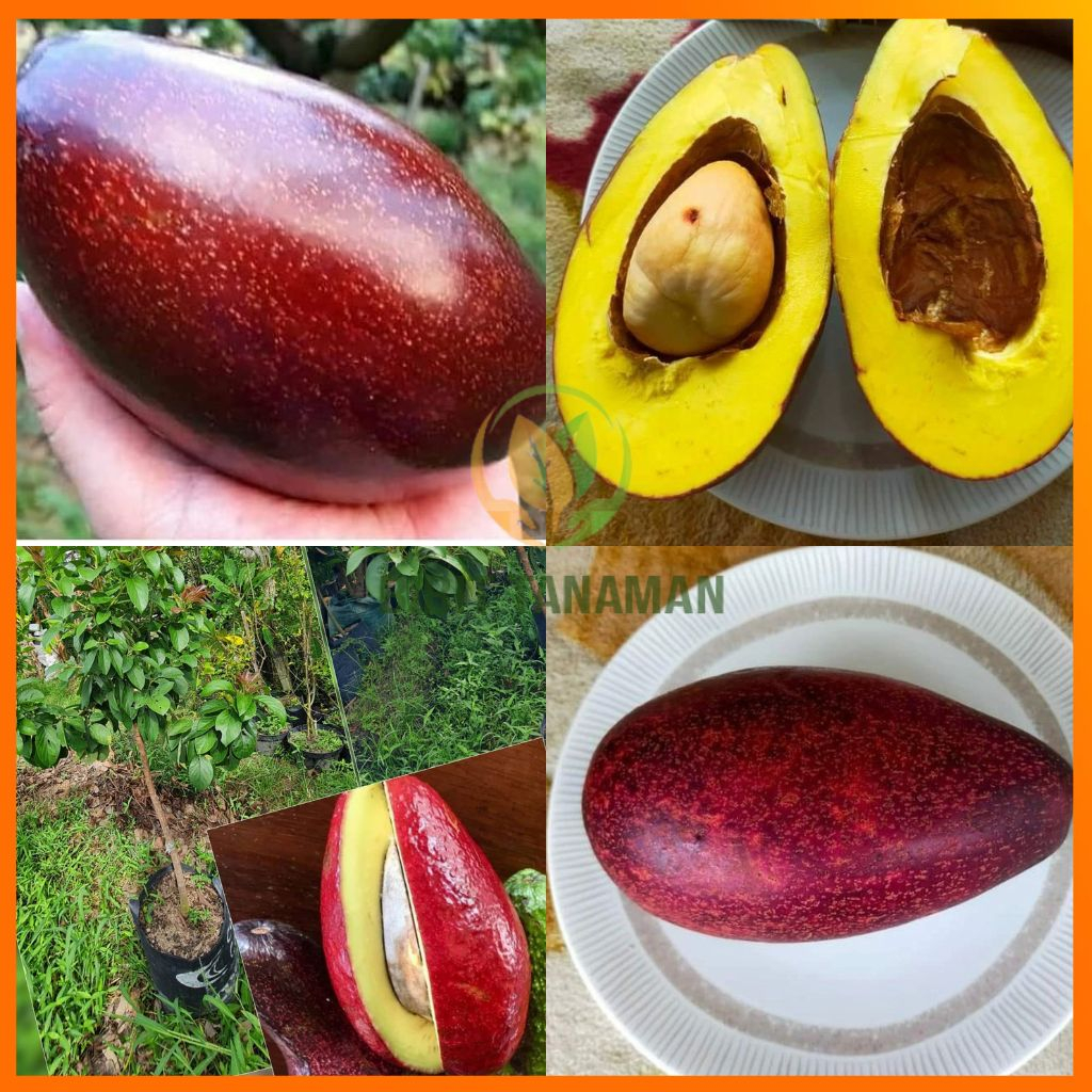 Bibit Alpukat Red Vietnam Tinggi 1 Meter