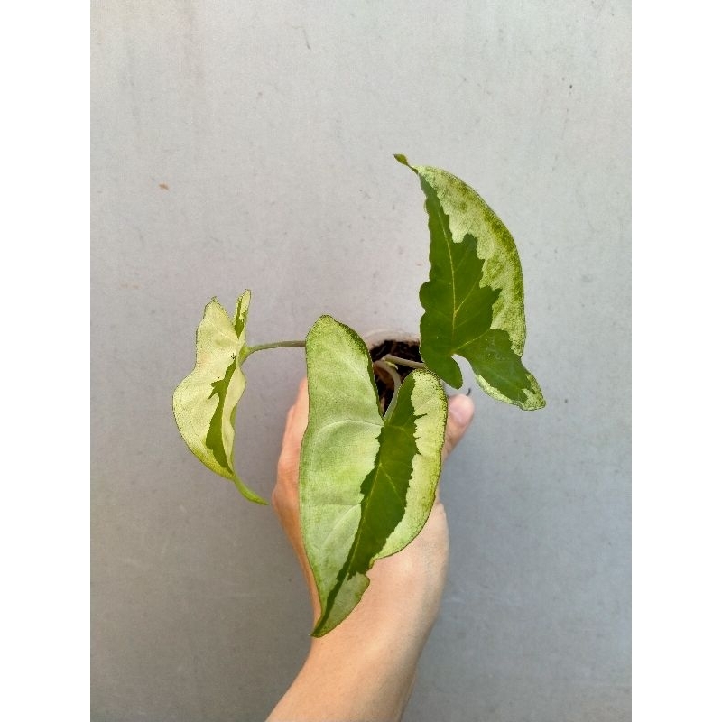 Syngonium Singonium Green Beauty / Pandan Twister kode Dua