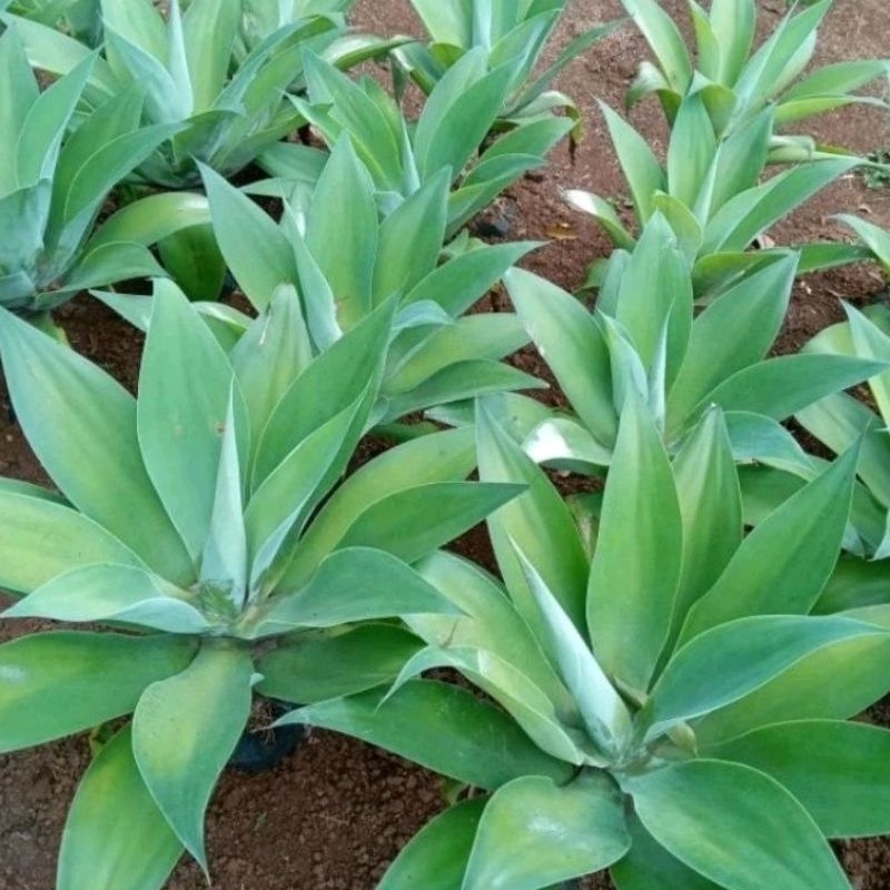 DIARY PETANI - Tanaman Hias Agave Siklok