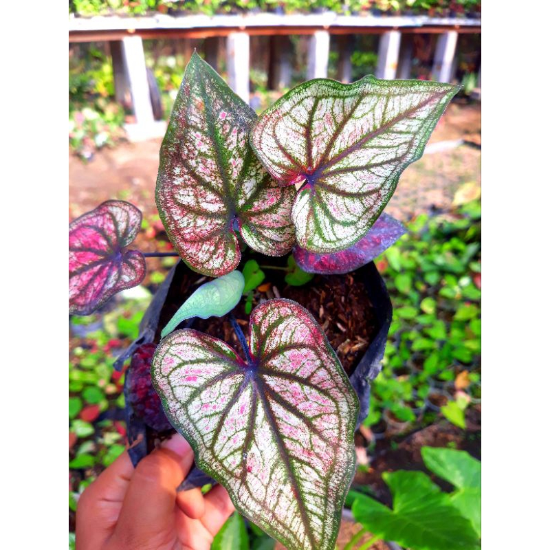 Tanaman hias hidup bunga caladium hybrite 1