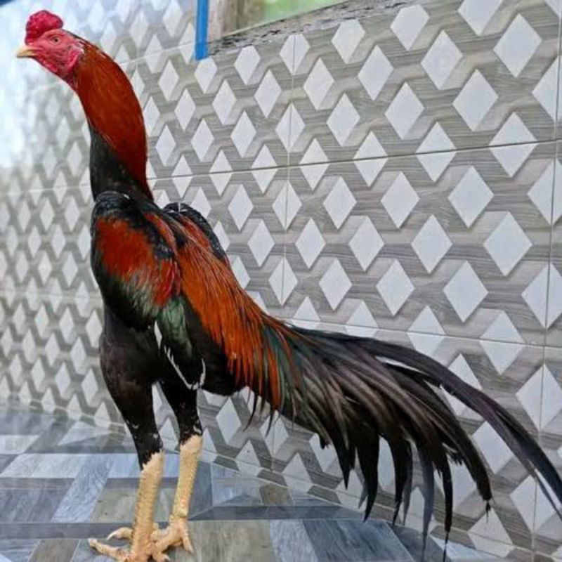 TELUR AYAM BANGKOK PHAKOY F1 UNTUK DITETASKAN