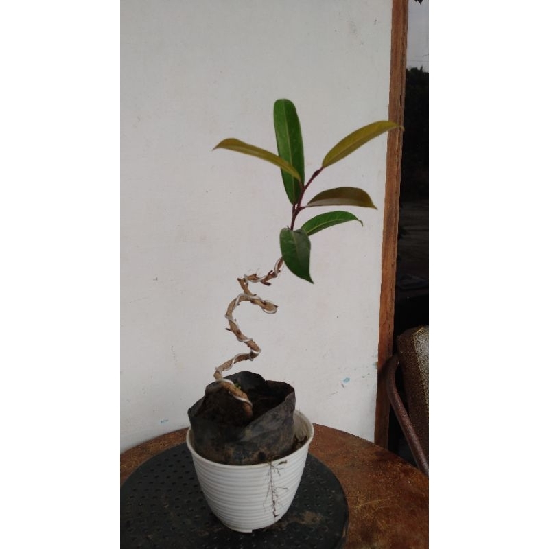 Bonsai beringin California