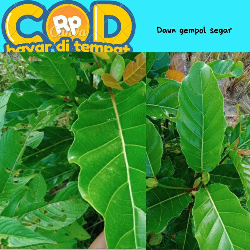 

Daun gempol segar perlembar