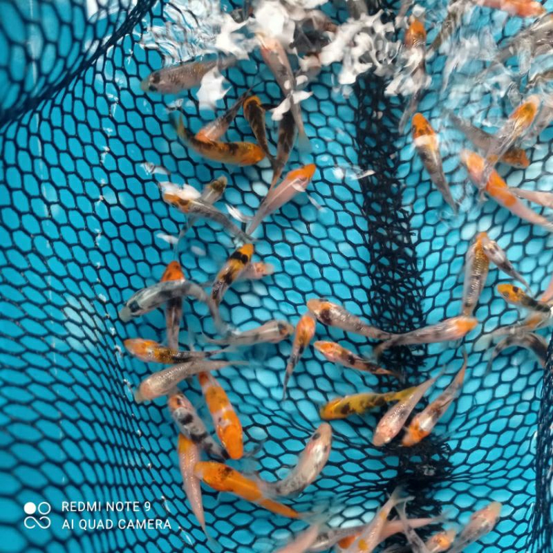 BIBIT KOI UKURAN 3-4cm (paket 100ekor) + BONUS INDUKAN IMPORT X BLITAR