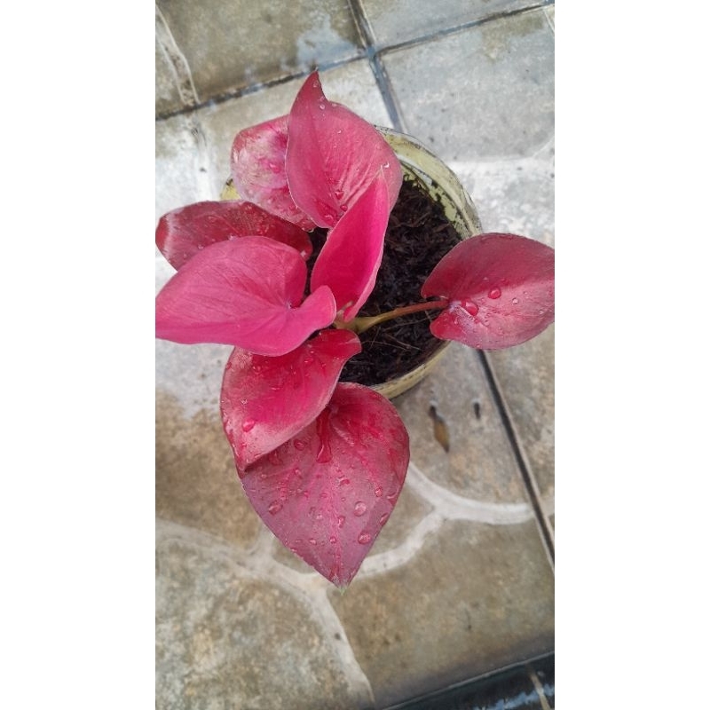 Tanaman caladium Dwi warna ori menor remaja