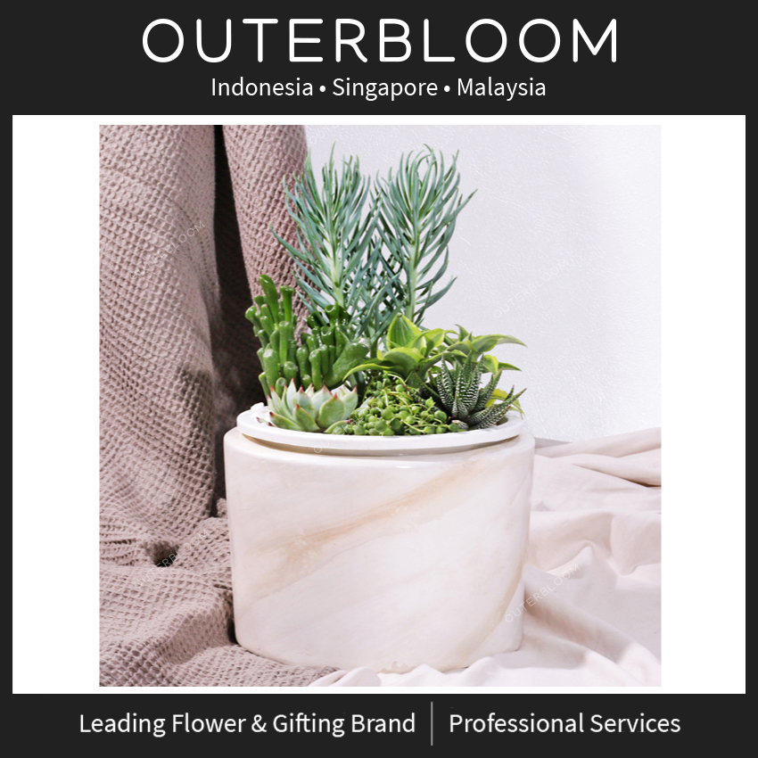 

Hampers Natal - Outerbloom Green Atlantis Succulent