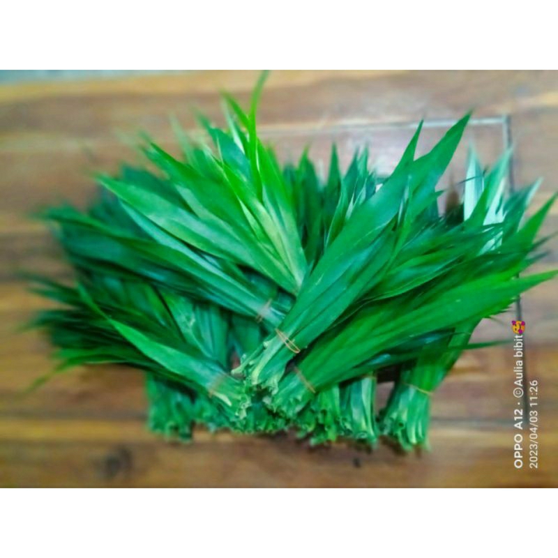 

Daun suji segar/pandan betawi /55 lembar