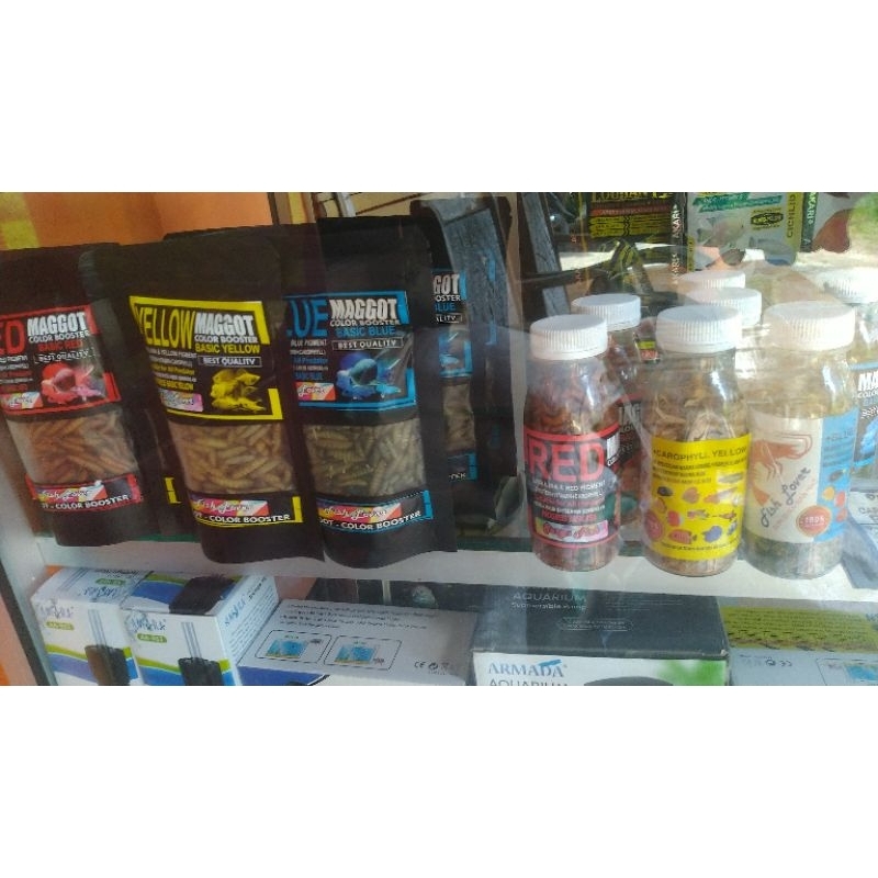 Maggot Warna Carophyll Red Blue Yellow