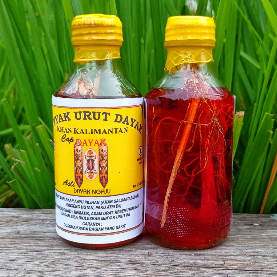 minyak urut dayak asli kalimantan ramuan teradisional pedalaman borneo