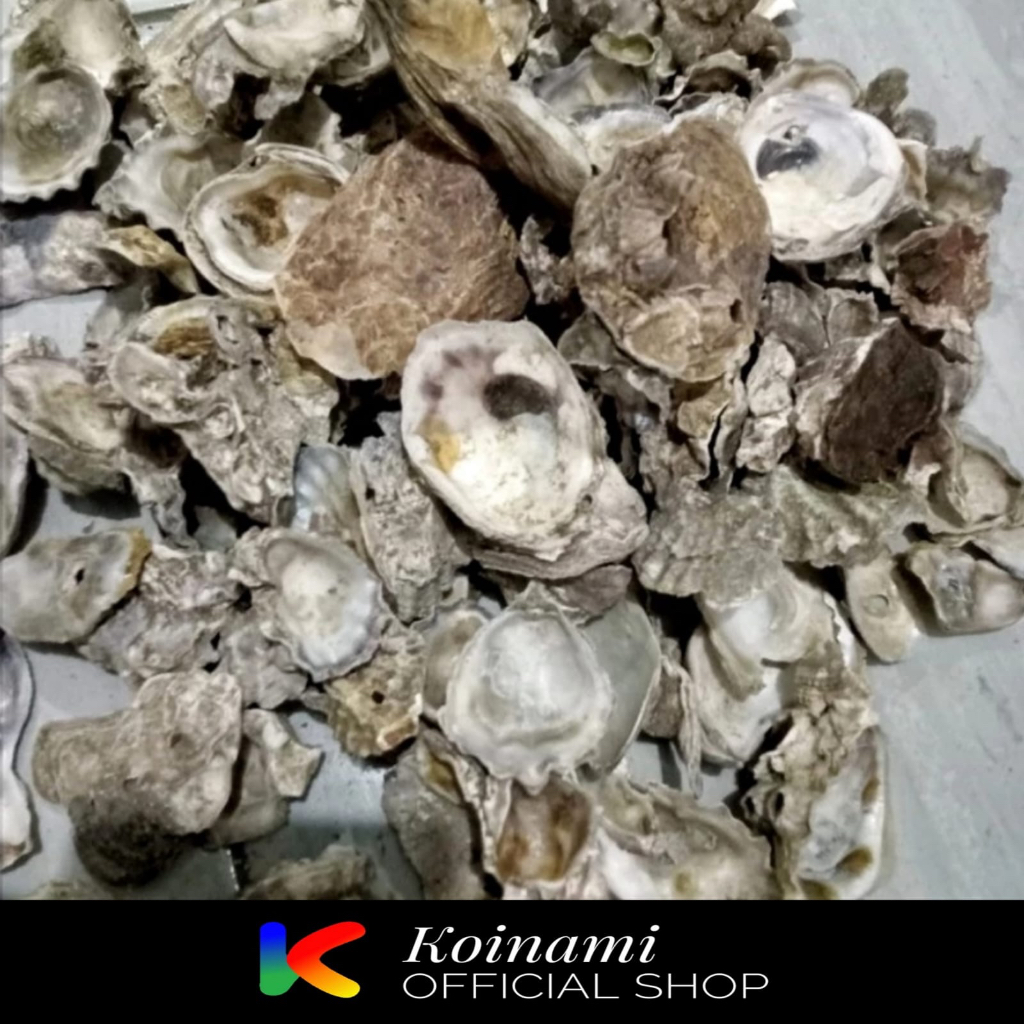 Cangkang Kerang Oyster 1kg - Filtrasi Ikan - Filter Kolam - Media Filter Kolam Ikan