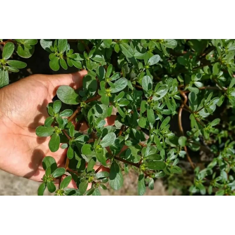 Krokot Sawah 1 Kg / daun Krokot Makanan Jangkrik / Daun Krokot Portulaca Oleracea / Daun Gelang Bias