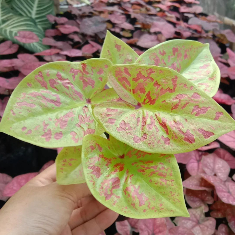 PROMO MURAH CALADIUM Bibit Bukan Bonggol / Caladium Yellow Leopart Kuning / TOS / Sparkly / AnggurMe