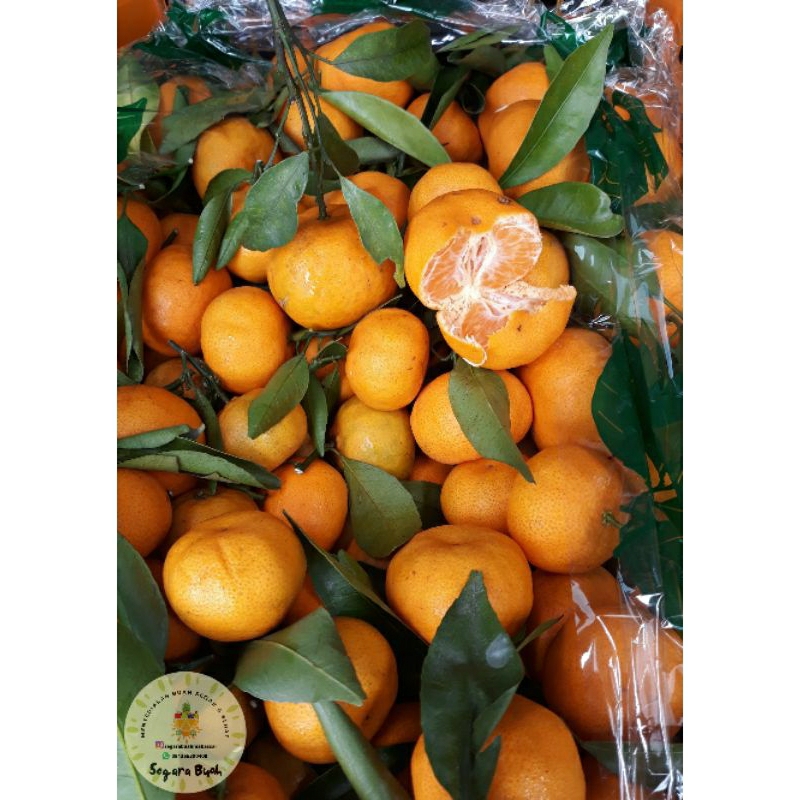 

Buah Jeruk Shantang Daun Manis Segar 1 kg