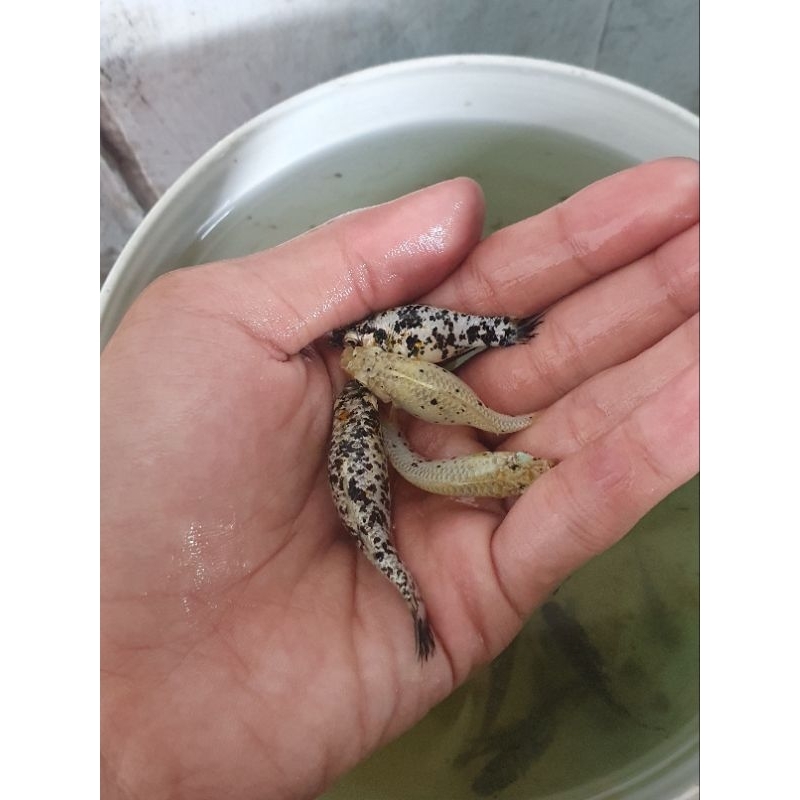 ikan molly/balon