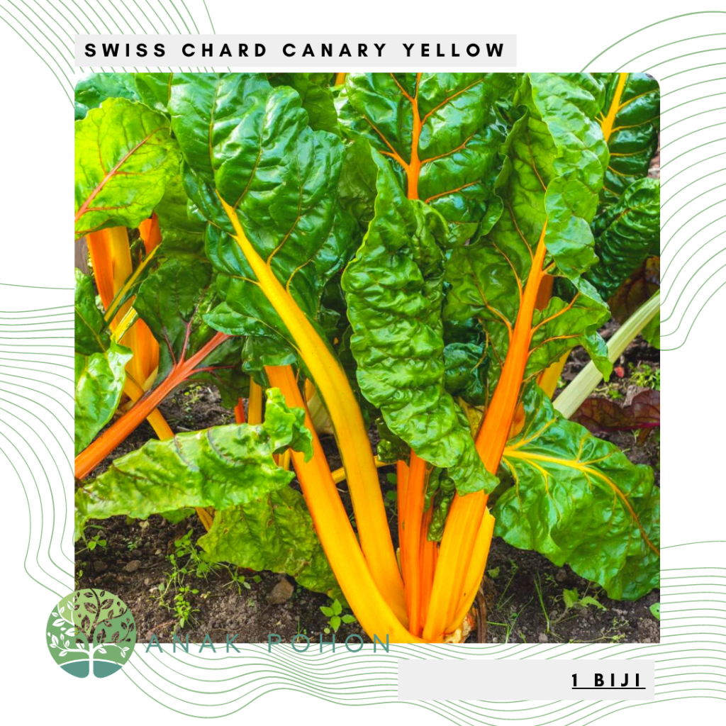 Benih Bibit Biji - Swiss Chard Canary Yellow Seeds - IMPORT