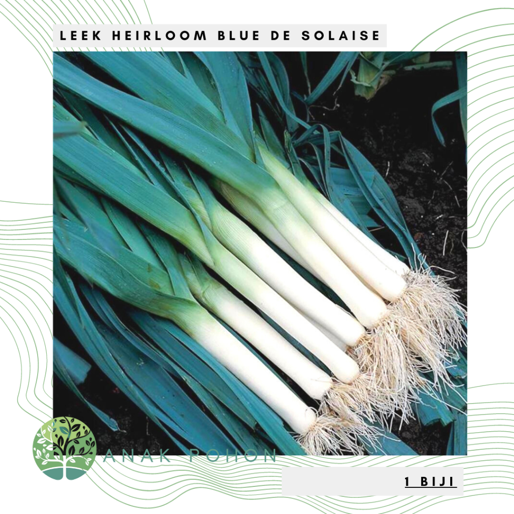 Benih Bibit Biji - Leek Blue De Solaise Heirloom Seeds - IMPORT