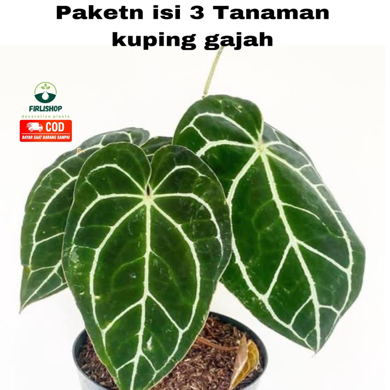 paketan 3 Tanaman hidup kuping gajah berdaun lebar/pohon hidup kuping gajah