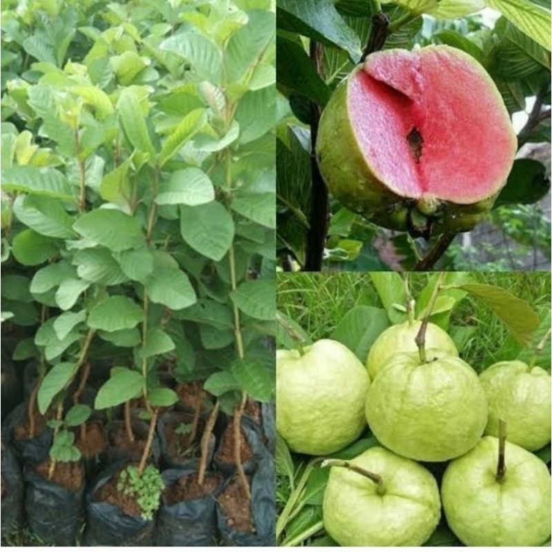 bibit jambu kristal merah super jumbo hasil cangkok