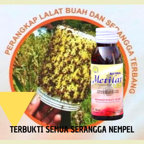 Lem lalat buah 100cc / lem perangkap lalat buah cabe / Lem lalat buah metilat / lem ajaib untuk lala