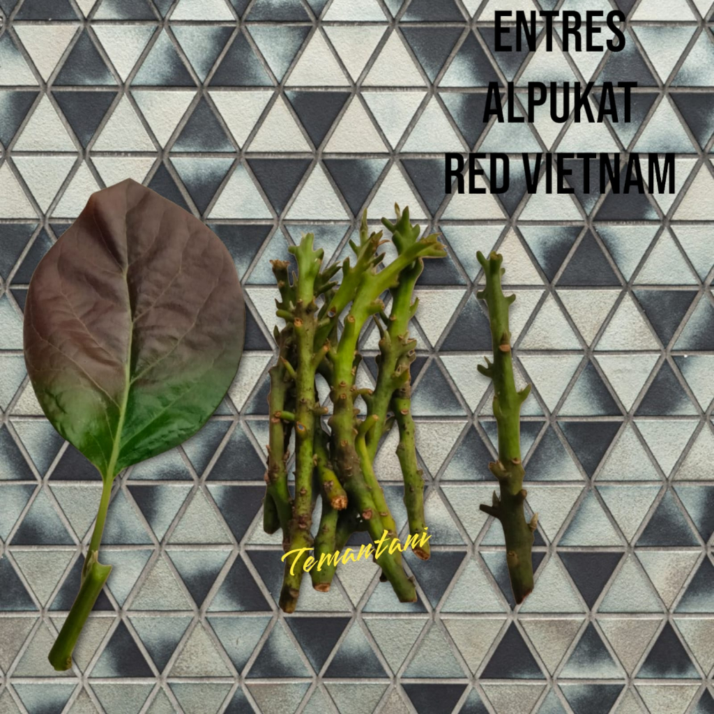 ENTRES ALPUKAT RED VIETNAM SUPER MATA TUNAS PUCUKAN