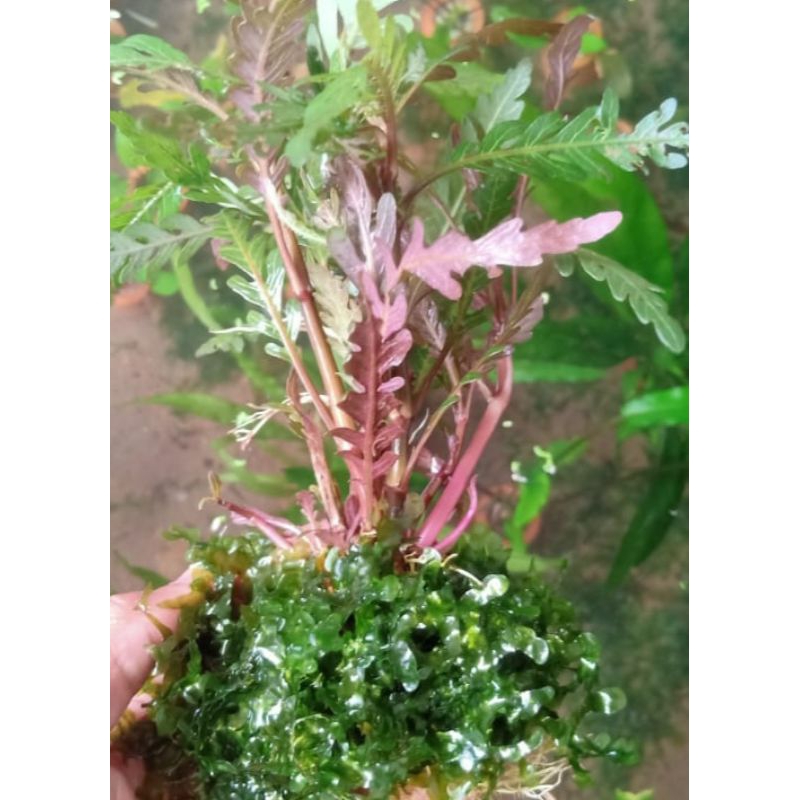 tanaman aquascape jumbo / tanaman aquascape