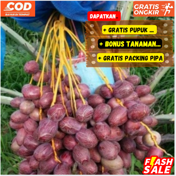 Bibit / Pohon Kurma Ajwa Arab TERLARIS