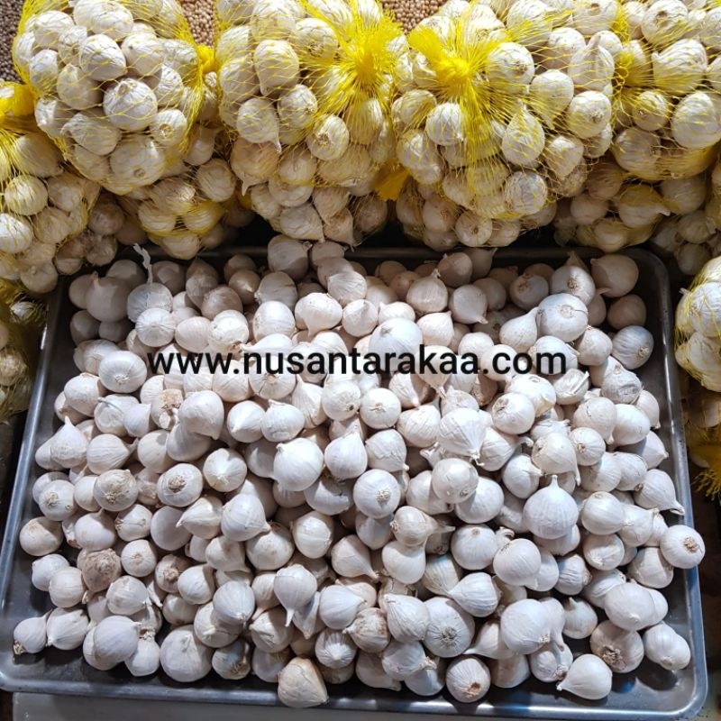 

Bawang putih tunggal kemasan 1 kg kecil