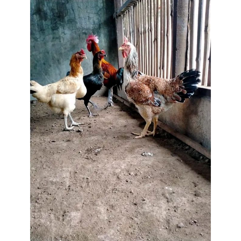 AYAM BANGKOK PELUNG JUMBO UNTUK DITETASKAN