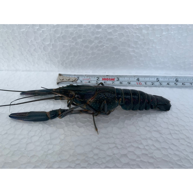 

lobster size 3-4 inch