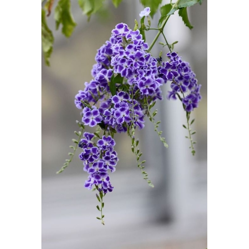 SIAP BERBUNGA DURANTA ERECTA/REPENS PURPLE MENJUNTAI