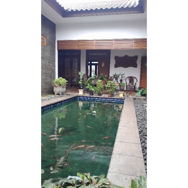 

ikan nila merah fresh