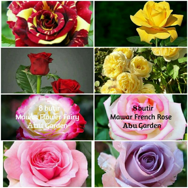 Biji Bibit Bunga Mawar Warna Warni bonus Umbi Bunga Sedap Malam