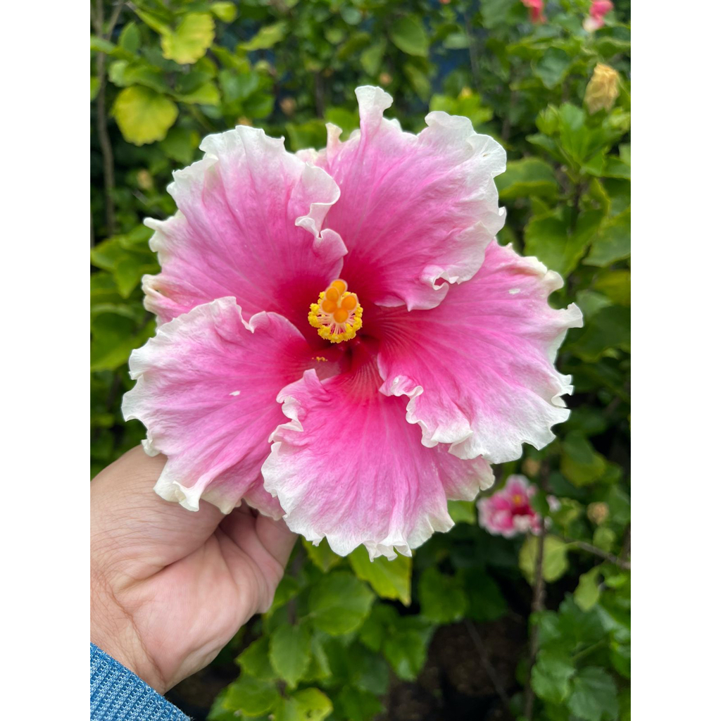 Bibit Bunga Hibiscus magisa Sepatu Import